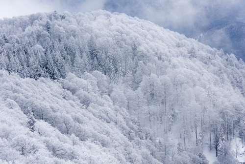 11-landscape-photography-forest-photography-vosges-france